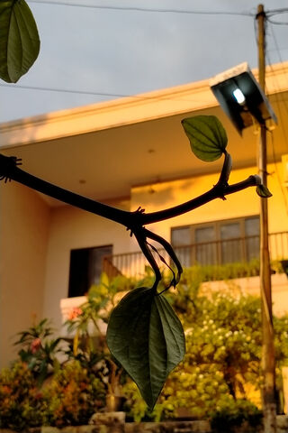 The Enigmatic Daun Sirih: Nature's Green Treasure 🍃✨