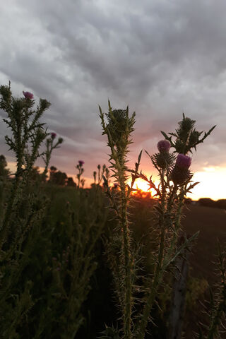 Sunset Blooms: Nature's Canvas 🌅🌸