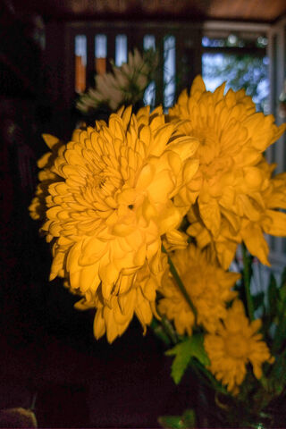 Golden Blooms at Dusk 🌼🌅