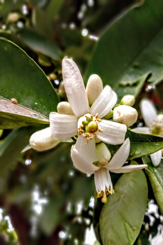 Blooming Beauty: The Essence of Flores 🌼✨