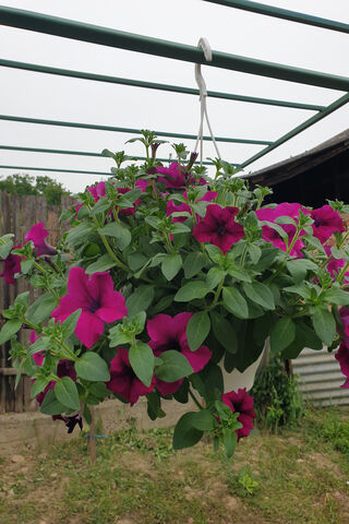 Flori's Vibrant Bloom 🌸