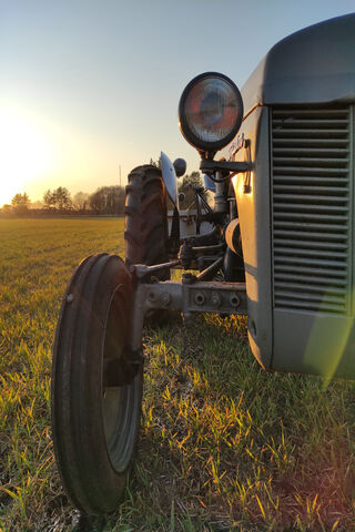Ferguson: A Classic in the Golden Hour 🌅🚜