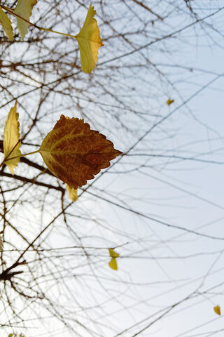 Whispers of Autumn: The Flores of Change 🍂