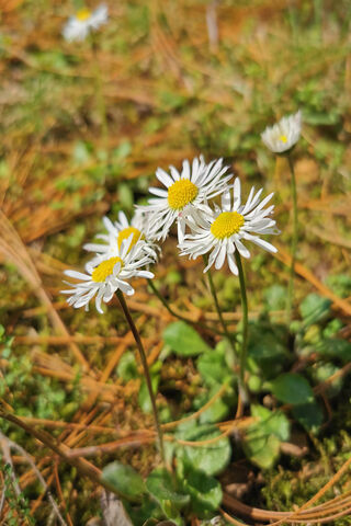 Fiori: Nature's Delicate Whispers 🌼✨