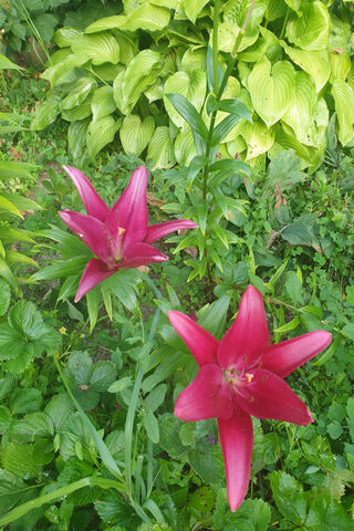 Flori: The Blooming Beauty 🌸✨