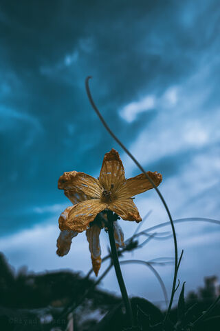 Nature's Resilient Follower 🌼🌌