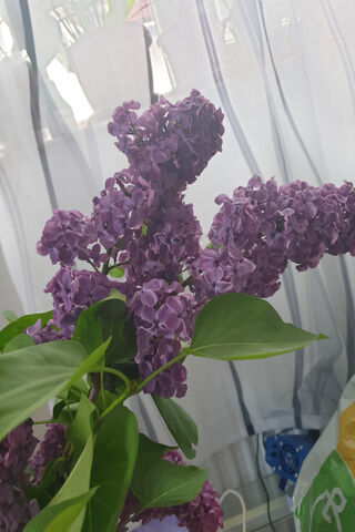 Flori: The Enchanting Lilac Blooms 🌸✨