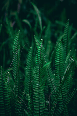 Lush Serenity: The Green Planet