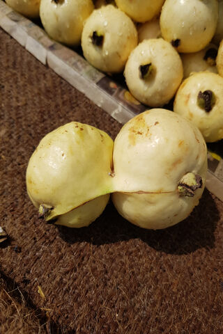 Double Delight: The Unique Guava 🍈✨