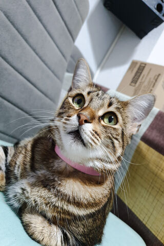 Gato's Curious Gaze 🐾