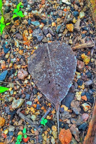 Nature's Glass Ball: A Leaf's Reflection