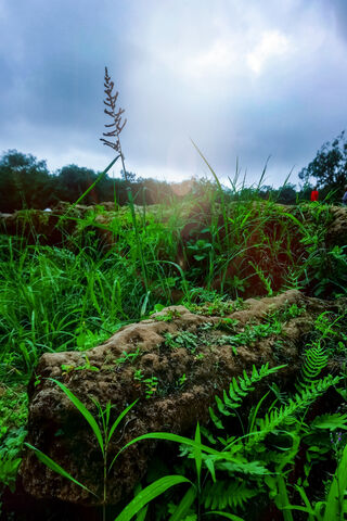 Emerald Oasis: Nature's Resilience 🌿✨