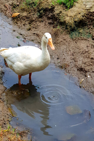 Goose on the Go! 🦢💦