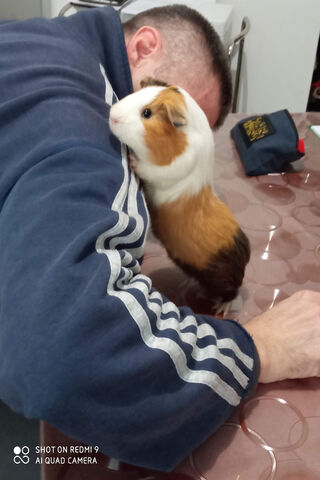 Cuddle Time with a Guinea Pig! 🐹❤️