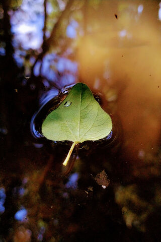 Serenity on Water: The Floating Leaf