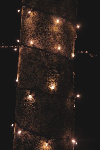 Twinkling Night: A Tree Adorned in Lights ✨🌳