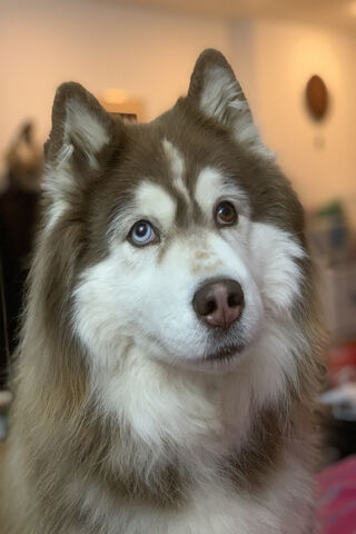 Majestic Siberian Husky: A Glimpse into the Arctic Spirit 🐾❄️