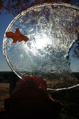 Frozen Whispers: Nature's Artistry ❄️🍂