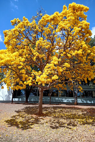 Golden Blooms of the Ipê Amarelo 🌼✨