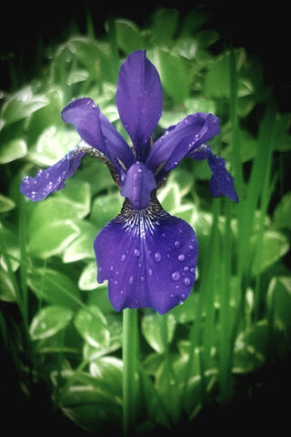 Iris: Nature's Royal Gem 🌸💜