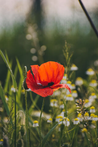 Blooming Beauty in the Heart of Nature 🌼🌿