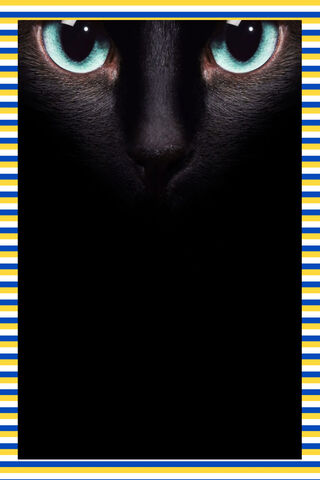 Mystery of the Midnight Cat 🐾✨