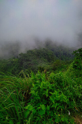 Whispers of the Misty Realm 🌫️🌿