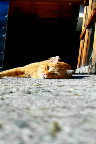 Lazy Days of Laur 🐾