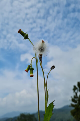 Resilient Beauty: The Lone Dandelion 🌼✨