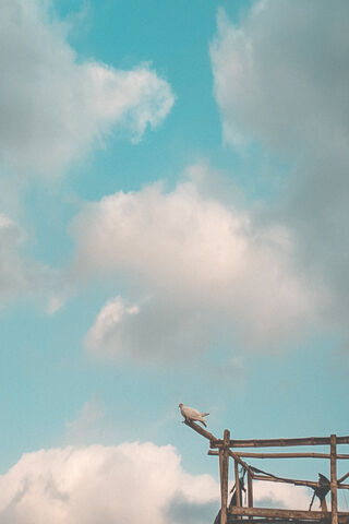 Solitude in the Sky: A Lonely Bird's Tale