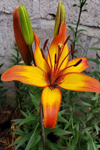 Lirio: The Vibrant Dance of Color 🌼✨