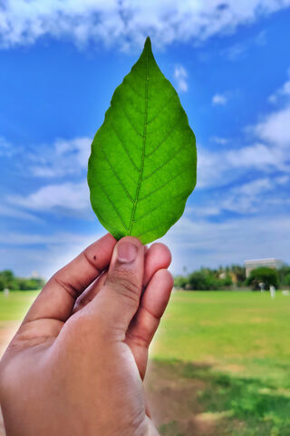 Nature's Green Treasure 🍃