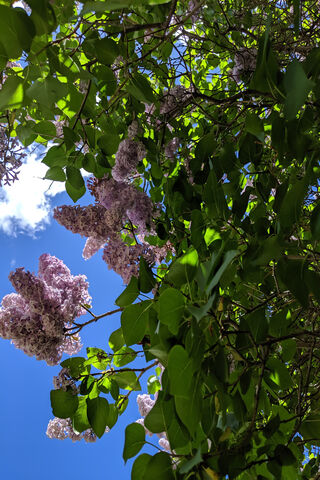 Whispers of Spring: A Lilac Dream 🌸☁️