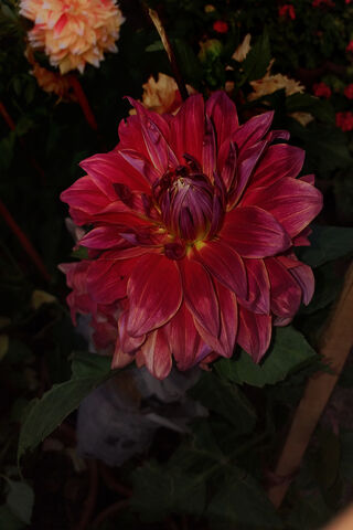 Blossoming Magenta Dreams 🌸✨