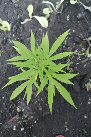 Green Wonder: The Journey of Marihuana 🌱