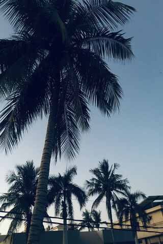 Awakening Bliss: A Tropical Dawn 🌅