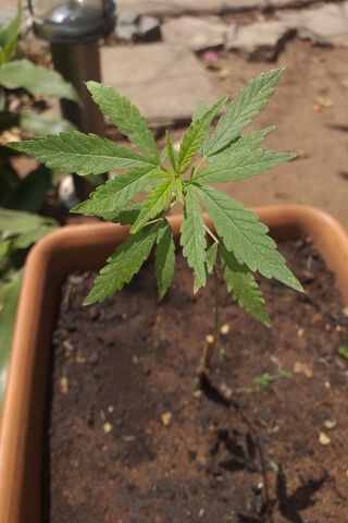 Mota: The Green Journey Begins 🌱