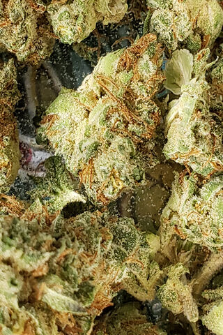 Nature's Green Treasure: Exploring Marijuana 🌿✨