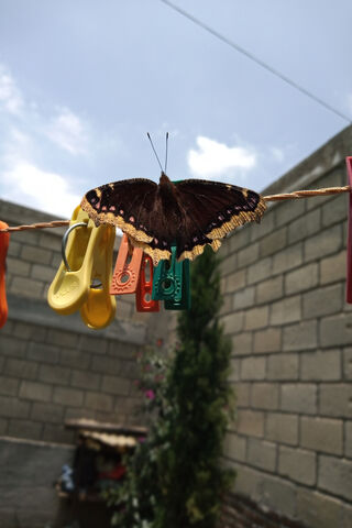The Enigmatic Mariposa Negra: Nature's Dark Beauty