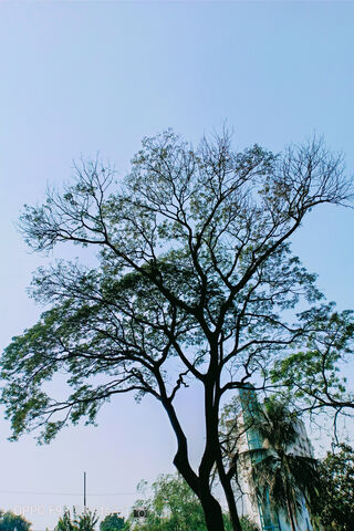 Whispers of Nature 🌳✨