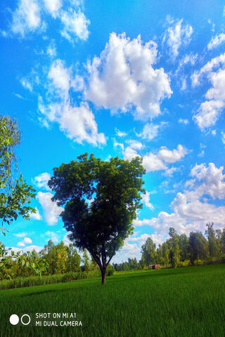 Heartfelt Nature: Aakib's Serenity 🌳💚