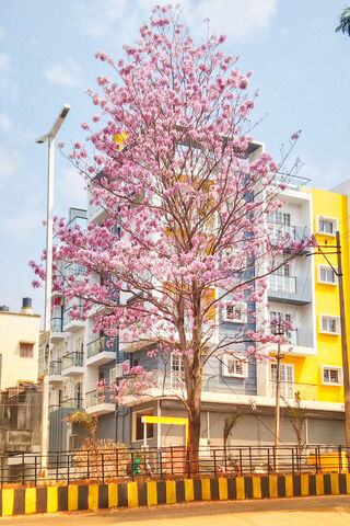 Blossoms of Serenity 🌸