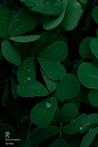 Whispers of Nature 🍃✨