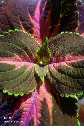 Radiant Glow: The Neon Plant 🌿✨