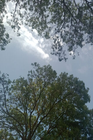 Serenity Under the Canopy 🌳☁️
