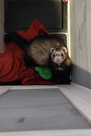 Noodle the Adventurous Ferret 🐾