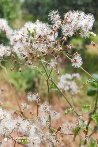 Whispers of Nature: The Delicate Beauty of Ochako Uraraka