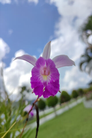 Orchid Bliss: Nature's Elegant Beauty 🌸
