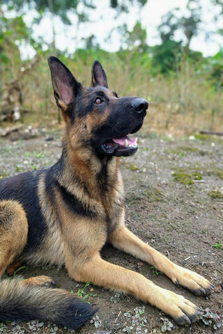 The Loyal Guardian: Pastor Alemán