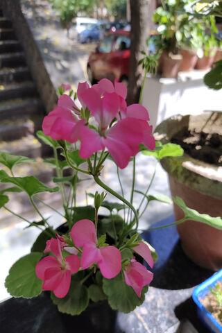 Pink Bloom